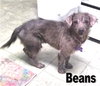 Beans *Special Needs*