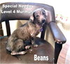 Beans  *Special Needs*