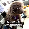 Beans  *Special Needs*