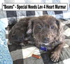 Beans  *Special Needs*