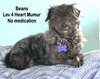 Beans  *Special Needs*