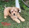 Tiffin