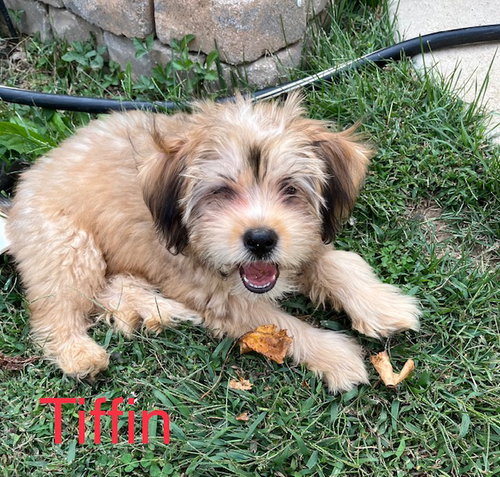 Tiffin