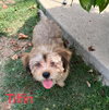 Tiffin