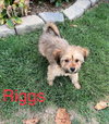Riggs