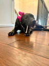 Poppy