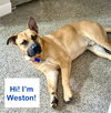 Weston