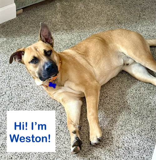 Weston