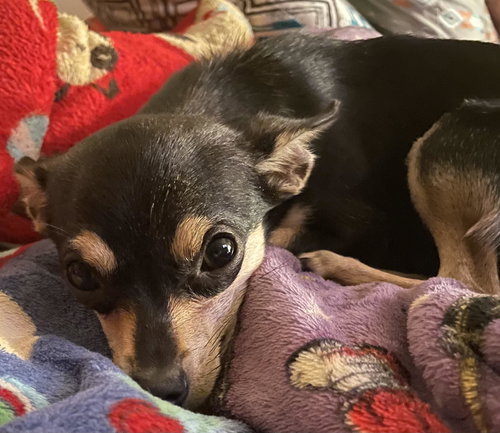 Gidget