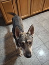 Keesha