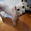 Daffodil
