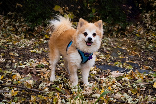 Pipkin