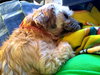 Trusty  