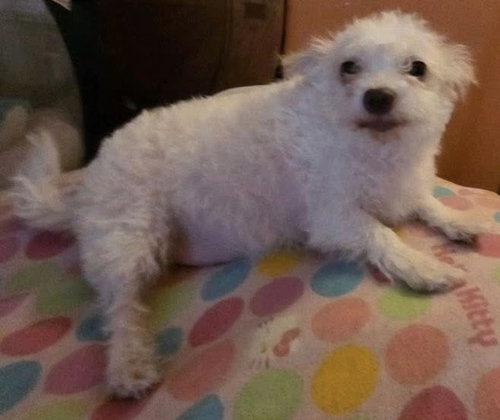 Taffy