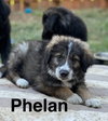 Phelan