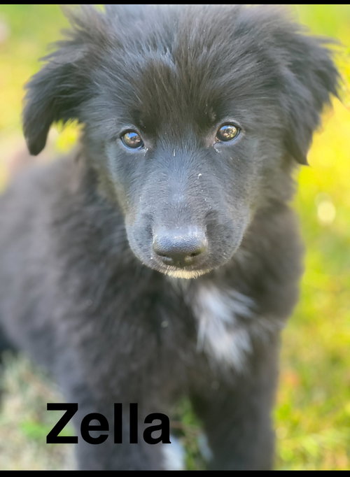 Zella