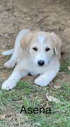 Asena
