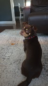 Snickers