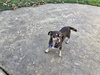 Snickers