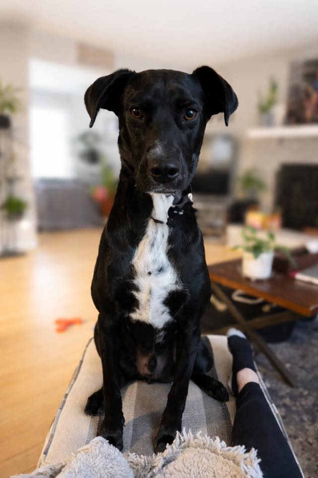 Labrador Retriever