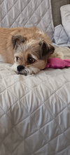 Buddster