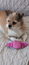 Buddster