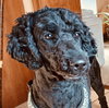 Darcy