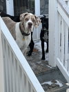 Cooper