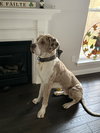 Cooper