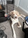Cooper