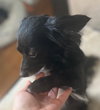 Tinkerbell