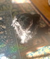 Tinkerbell
