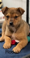 Roo