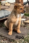 Roo