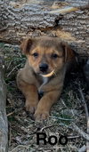 Roo