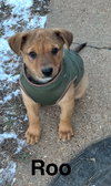 Roo