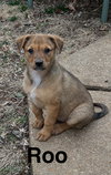 Roo