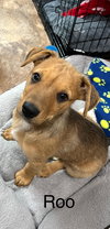 Roo