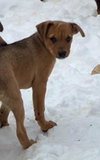 Roo