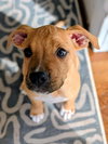 Huck