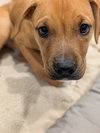 Huck