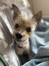 Dori