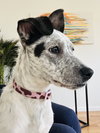 Snoopy (female)