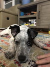 Snoopy (female)