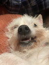 Sanchito