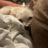 Sanchito