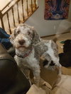 Wilford