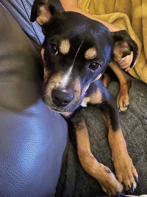 Oscar