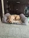 Josie