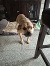 Josie